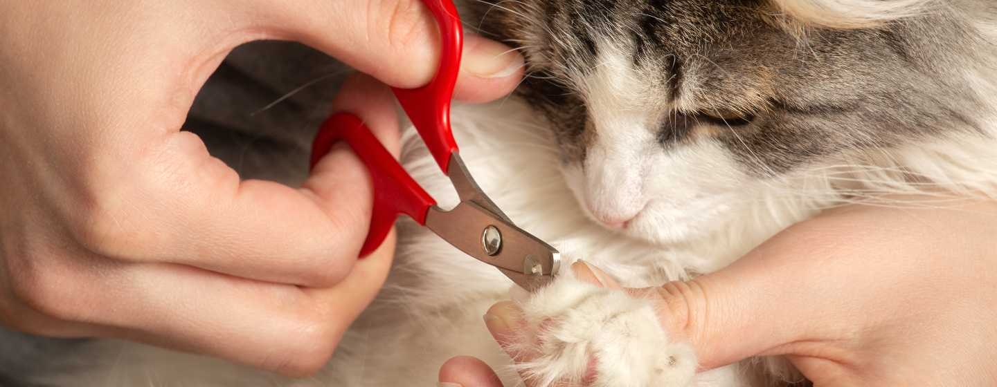 Cutting cat nails with human 2024 nail clippers